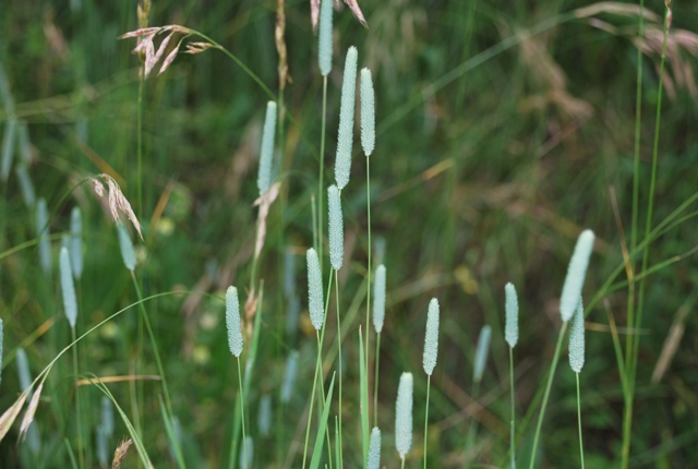 Graminacea - Phleum sp.